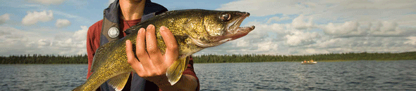 Walleye Wacker